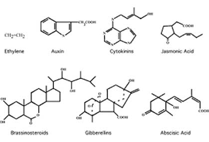 Plant Growth Regulators Raw Material Supplier