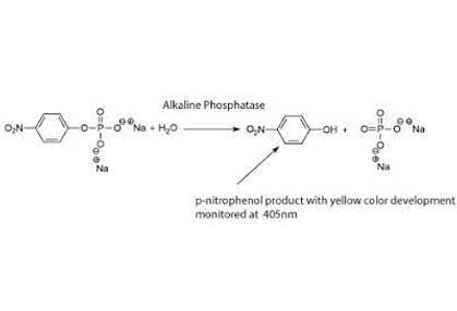 Enzymes Raw Material Supplier