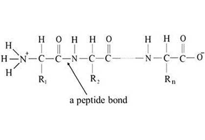 Peptides Raw Material Supplier