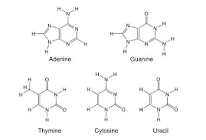 Purines Raw Material Supplier