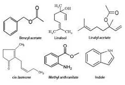 Natural Fragrances Raw Material Supplier