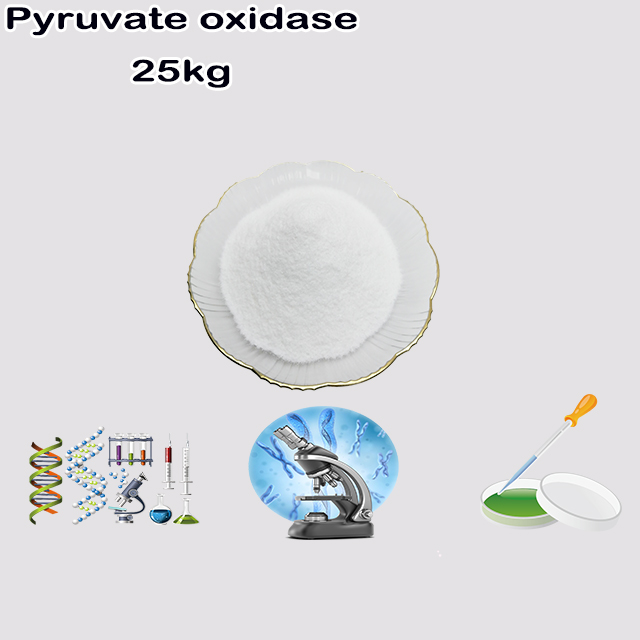 China Manufacturer Supply Pyruvate Oxidase CAS 9001-96-1