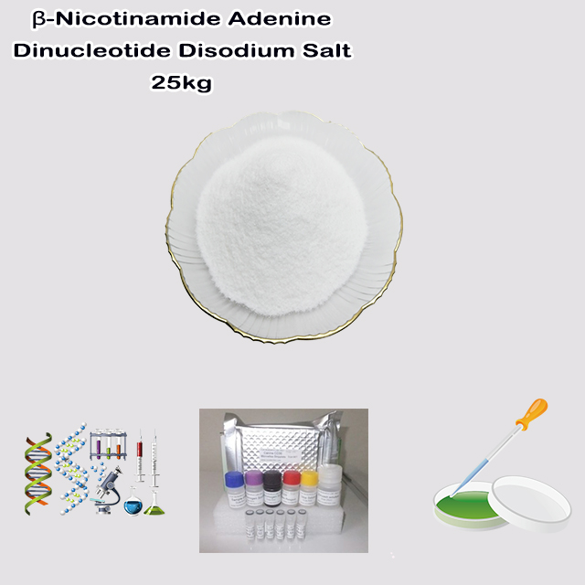 China Manufacturer Supply High Quality Beta-Nicotinamide Adenine Dinucleotide Disodium Salt Reduced Form (NADH) CAS 606-68-8